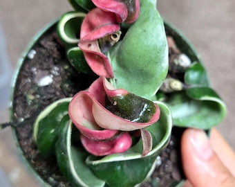 Hoya Flamingo Dream (purple Pride): Pink Variegated Carnosa - 5