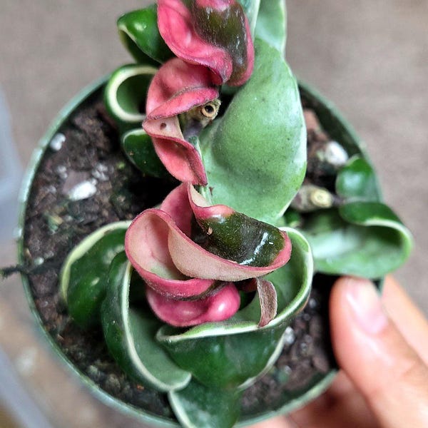 Hoya compacta hindu rope variegated, stunning colors, high variegation, pink/white/red hoya rope, rooted established plants