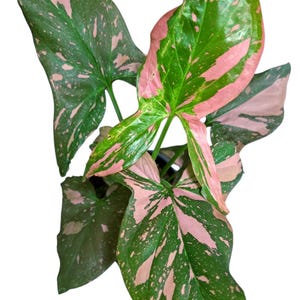 May include: A close-up of a houseplant with large, heart-shaped leaves. The leaves are a vibrant green, speckled with pink splashes. The text "Pink splash" and "plant A" are in red boxes.