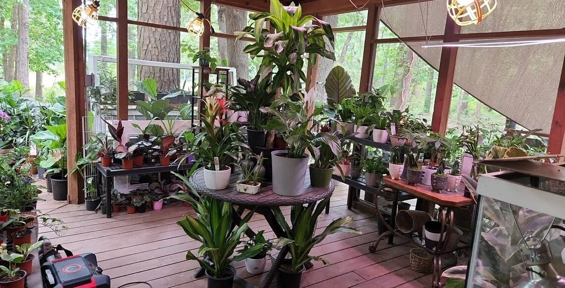 Geogenanthus Ciliatus/geo Plants/rare Plants Etsy