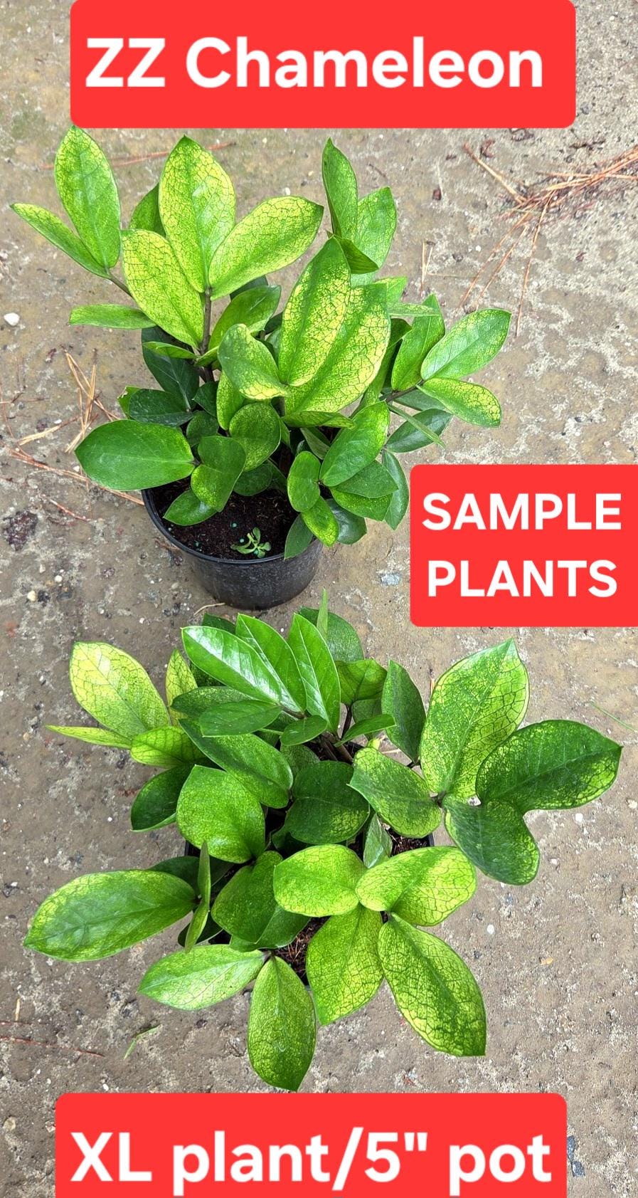 Chameleon ZZ Plant, Rare Zamioculcas Zamiifolia - Etsy