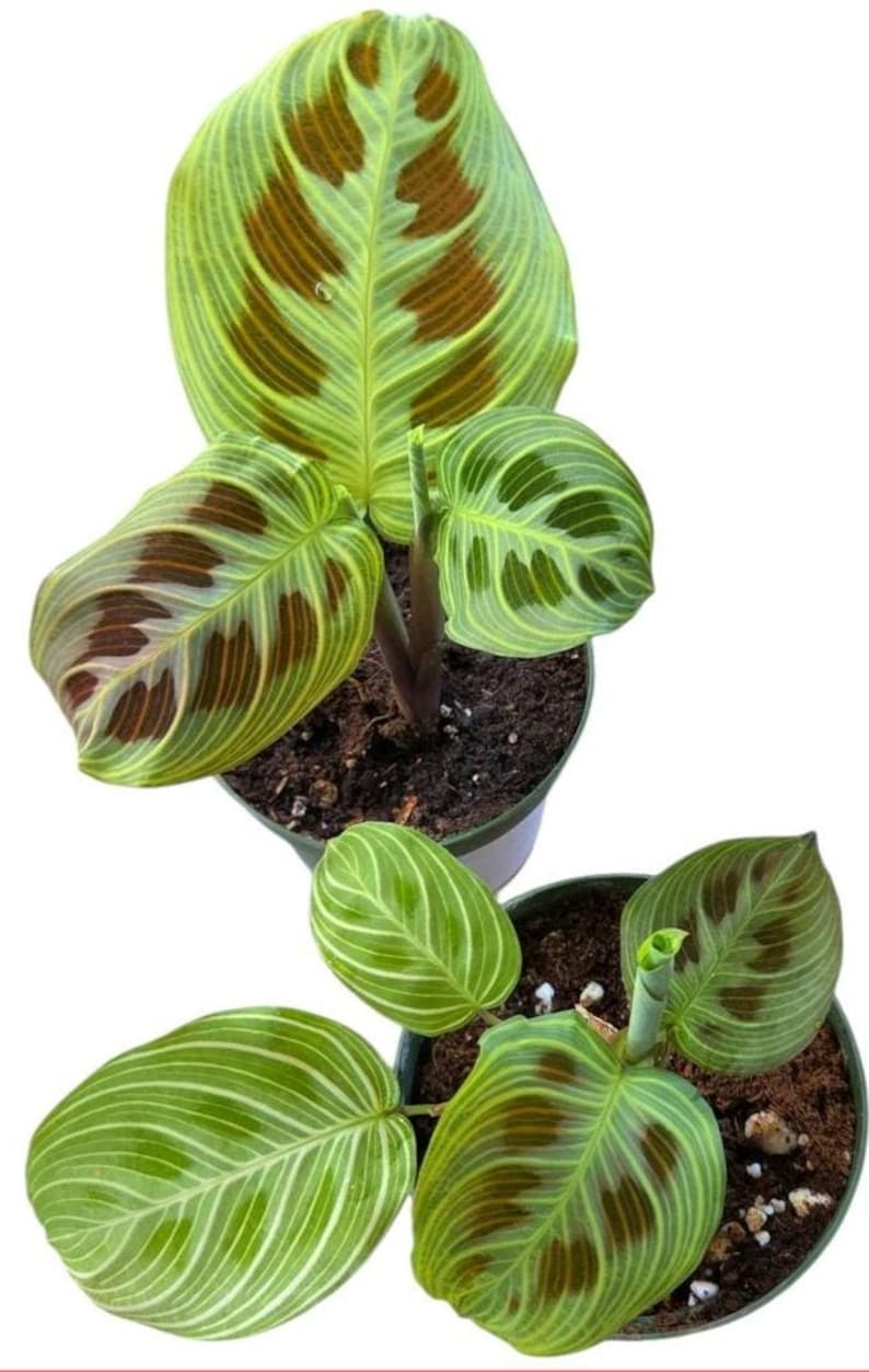 Gold Line Maranta Prayer Plants, Maranta Leuconeura, Rooted Established ...