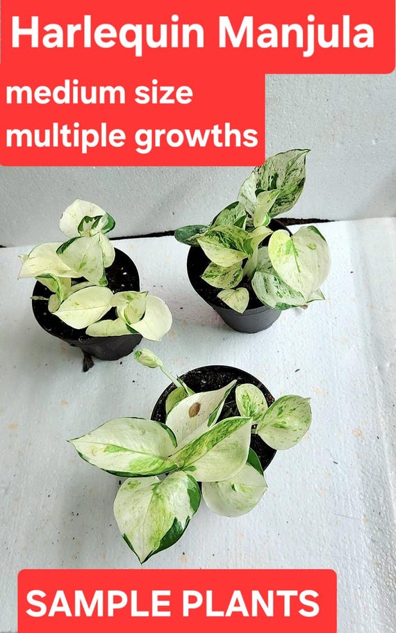 Harlequin Manjula Pothos, Happy Leaf, Rare White Variegation, Cuttings &  Rooted Plants - Etsy