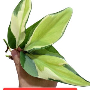 Philodendron Gabby - Etsy