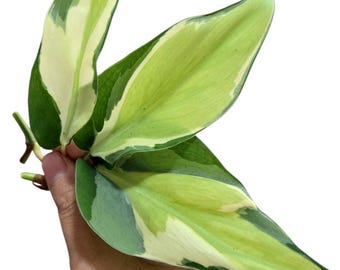 Philodendron Gabby - Etsy