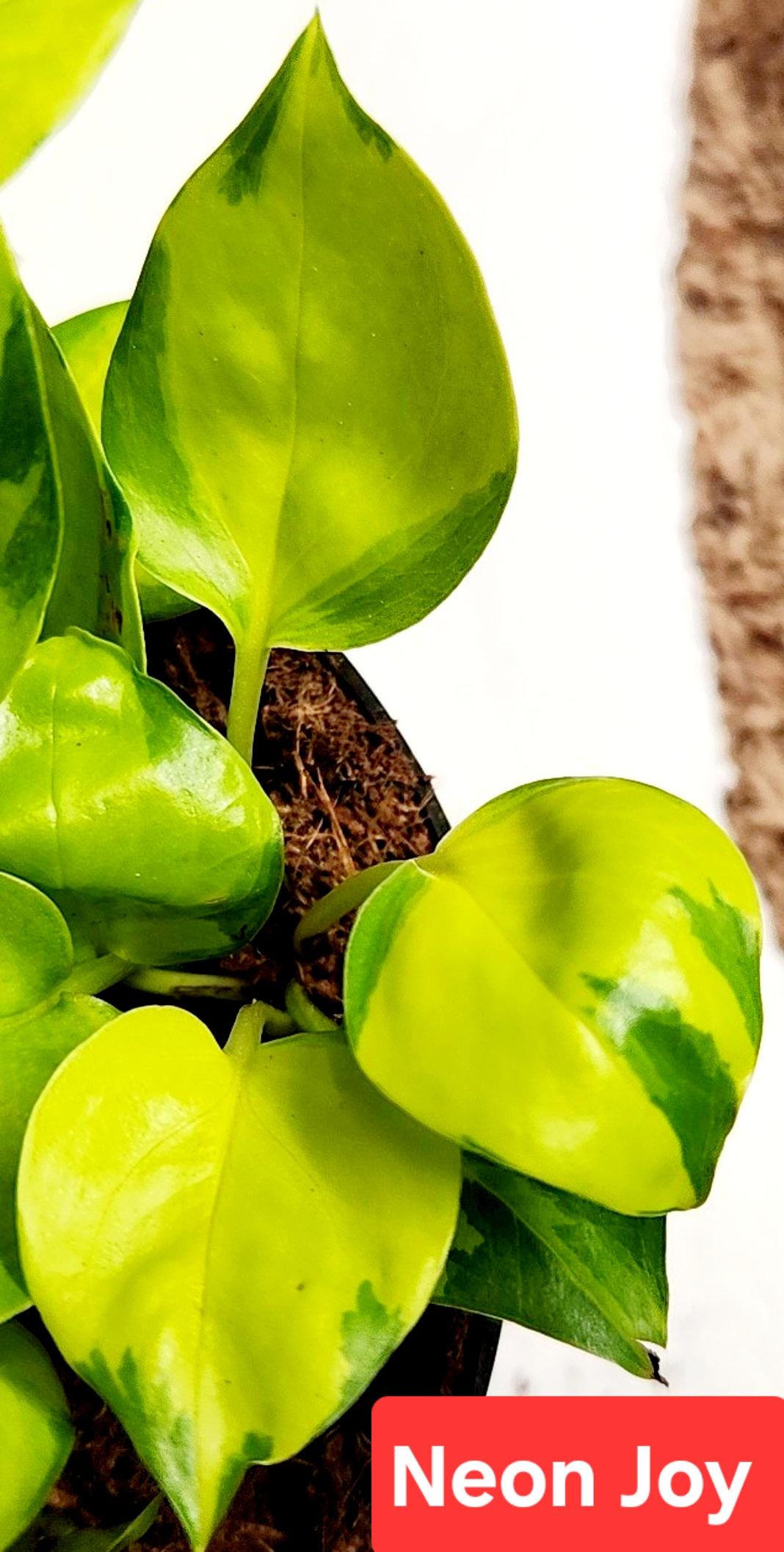 Neon Joy potho, variegated Neon potho, new rare potho
