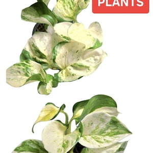 white pothos plant Money plant