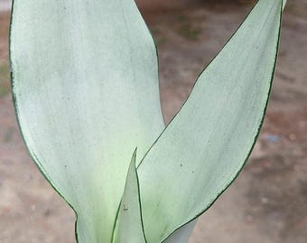 Sansevieria Moonshine small to medium, silver leaf snake plants rare