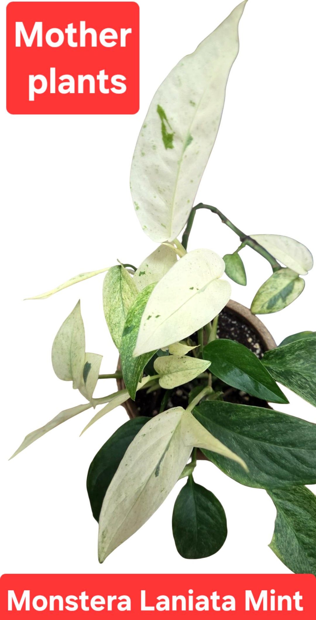 Monstera Laniata Mint, Adansonii Laniata Mint, Viraigated Monstera Adansonii,  Swiss Cheese Viraigated - Etsy