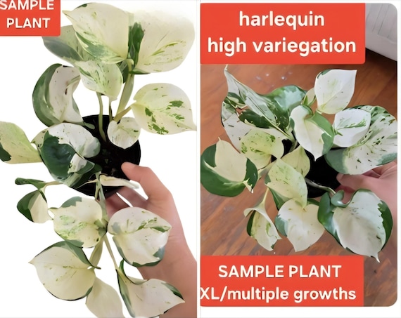 fernwood snake plant Sansevieria Fernwood Mikado | Snake Plant | Care Guide and Pro Tips -  Delivery from Toronto across Canada