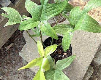 May include: A Florida Ghost plant in a black plastic pot with soil. The plant features multiple lobed leaves in shades of light green, lime, and white, with some leaves showing water droplets. The text Florida Ghost and plant B appear in red boxes.