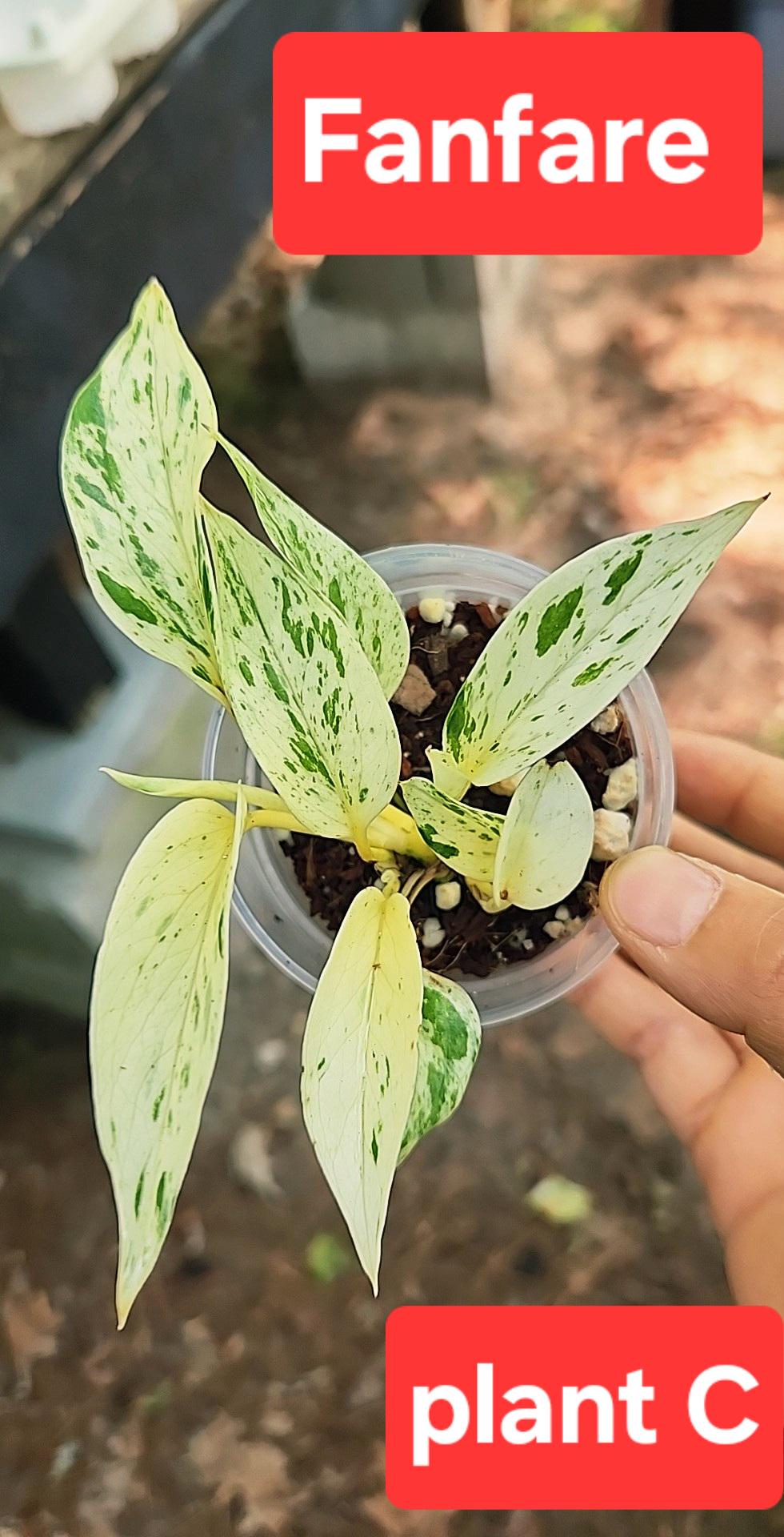 Terunoworld Fanfare Pothos: Rare Japanese White Foliage - Etsy