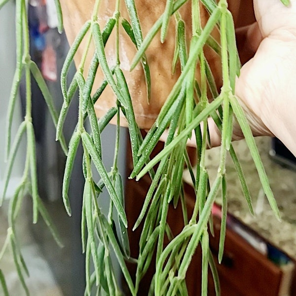 Hoya linearis rooted established plants, rare unique hoya