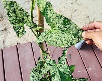 Syngonium Mojito Minty leaves, Minty Mojito, stunning colors high variegation,mottled Mojito,Holland Mojito