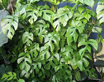 dream herb plant Calea Zacatechichi (Organic) – Stardust & Sage