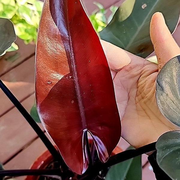 Philodendron bloody mary/dark beautiful/rare philodendron