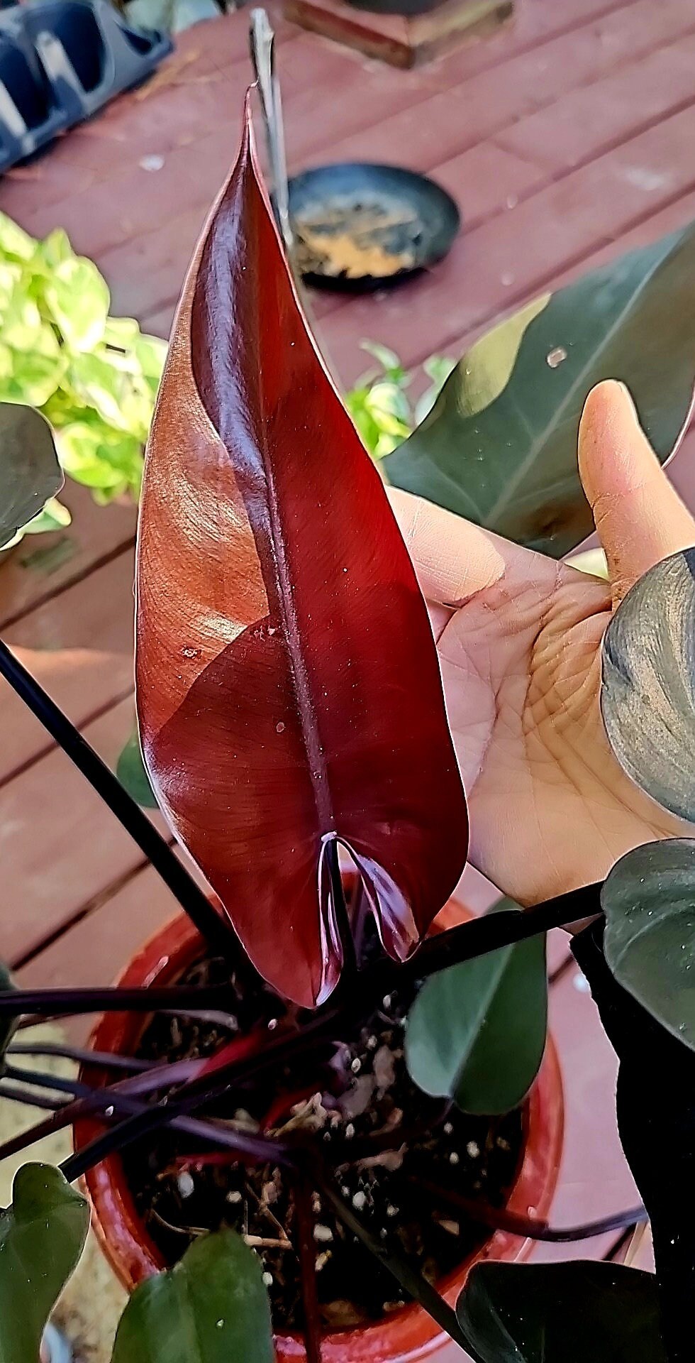 Philodendron bloody mary/dark beautiful/rare philodendron