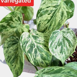 plant robot A New smart home IVY plant pet robot Yellow