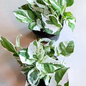 potho N alegría/Perla y Jade, Epipremnum Aureum potho XL/multigroths pot