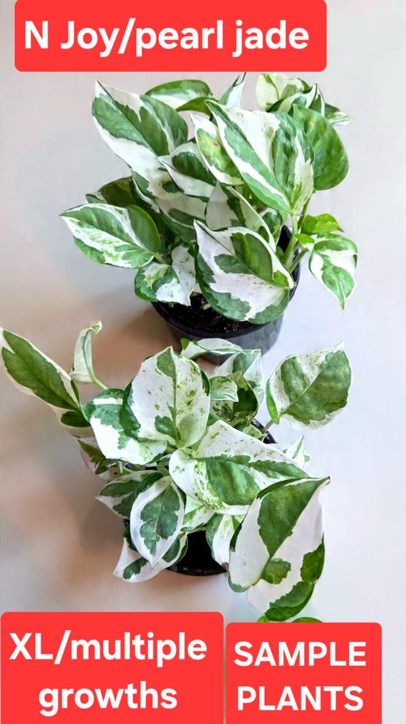 potho N joy/Pearl & Jade, Epipremnum Aureum potho