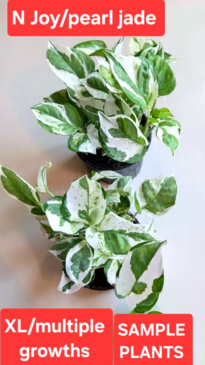 potho N alegría/Perla y Jade, Epipremnum Aureum potho XL/multigroths pot