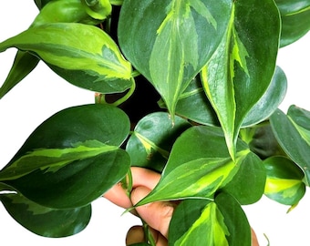 Philodendron Hederaceum Carnival, Variegated Hederaceum, Sporty Variegation  of Brasil - Etsy