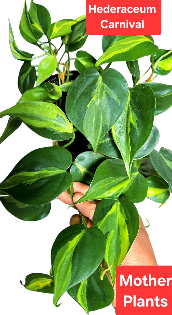Philodendron hederaceum Carnival, Variegated Hederaceum, sporty variegation  of Brasil