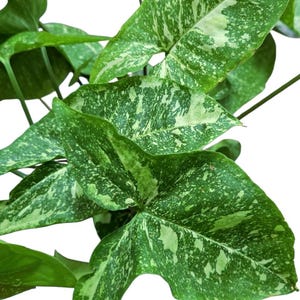 Syngonium panda galaxy, rare plants Syngonium Arrowhead