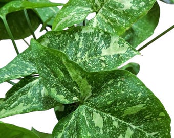 Syngonium panda galaxy, rare plants Syngonium Arrowhead