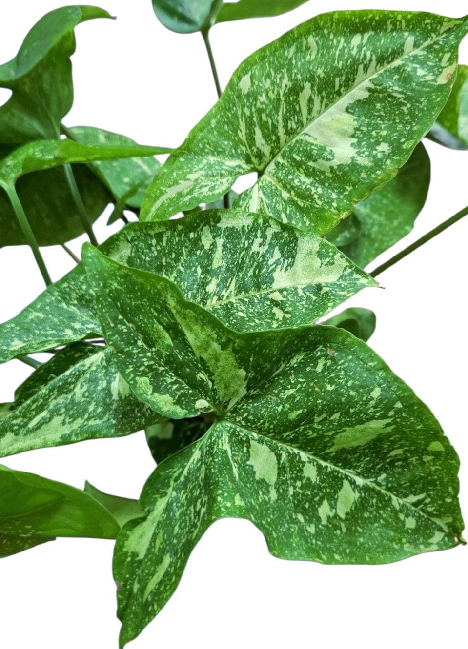 Galaxy Panda Syngonium - Etsy