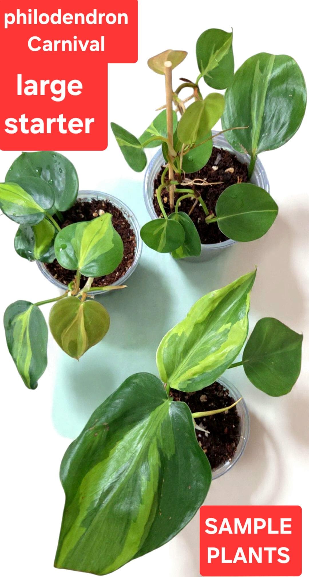 Philodendron hederaceum Carnival, Variegated Hederaceum, sporty variegation  of Brasil