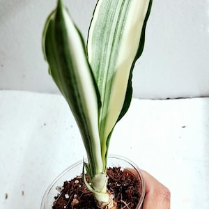 Sansevieria Beauty Queen, Sansevieria Metallica Beauty Queen, stunning  colors, unique patterns, beauty queen snake plants very rare