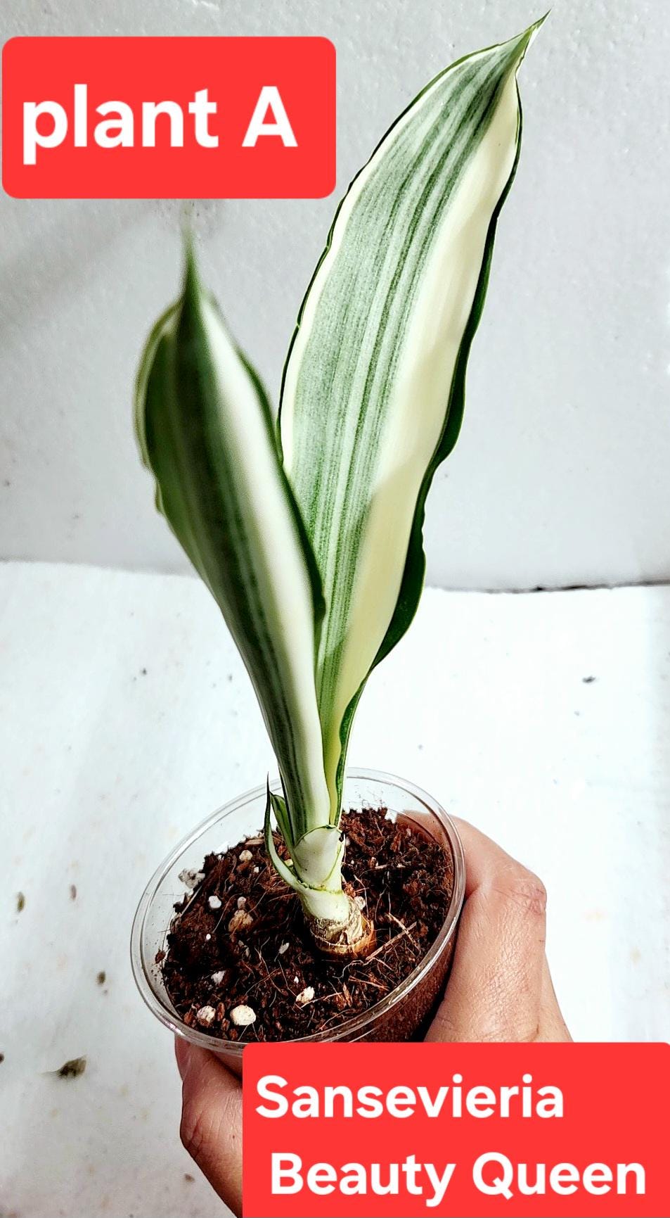 Sansevieria Beauty Queen, Sansevieria Metallica Beauty Queen, stunning  colors, unique patterns, beauty queen snake plants very rare