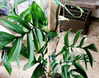 Monstera subpinnata cutting finger leaves