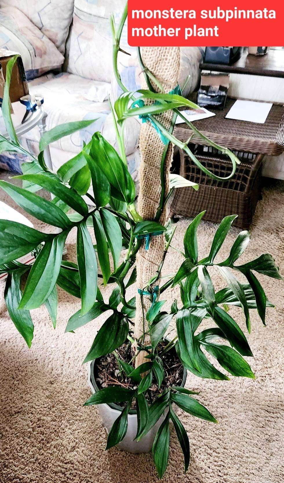 Monstera subpinnata cutting finger leaves