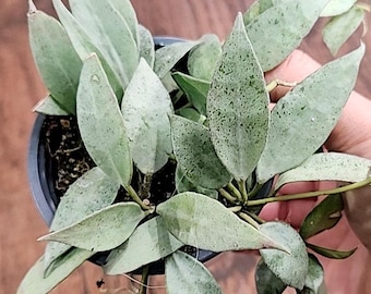 Hoya lacunosa Silver mint