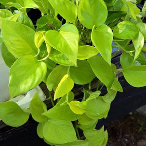 hanging pots for plants Plant Hanger