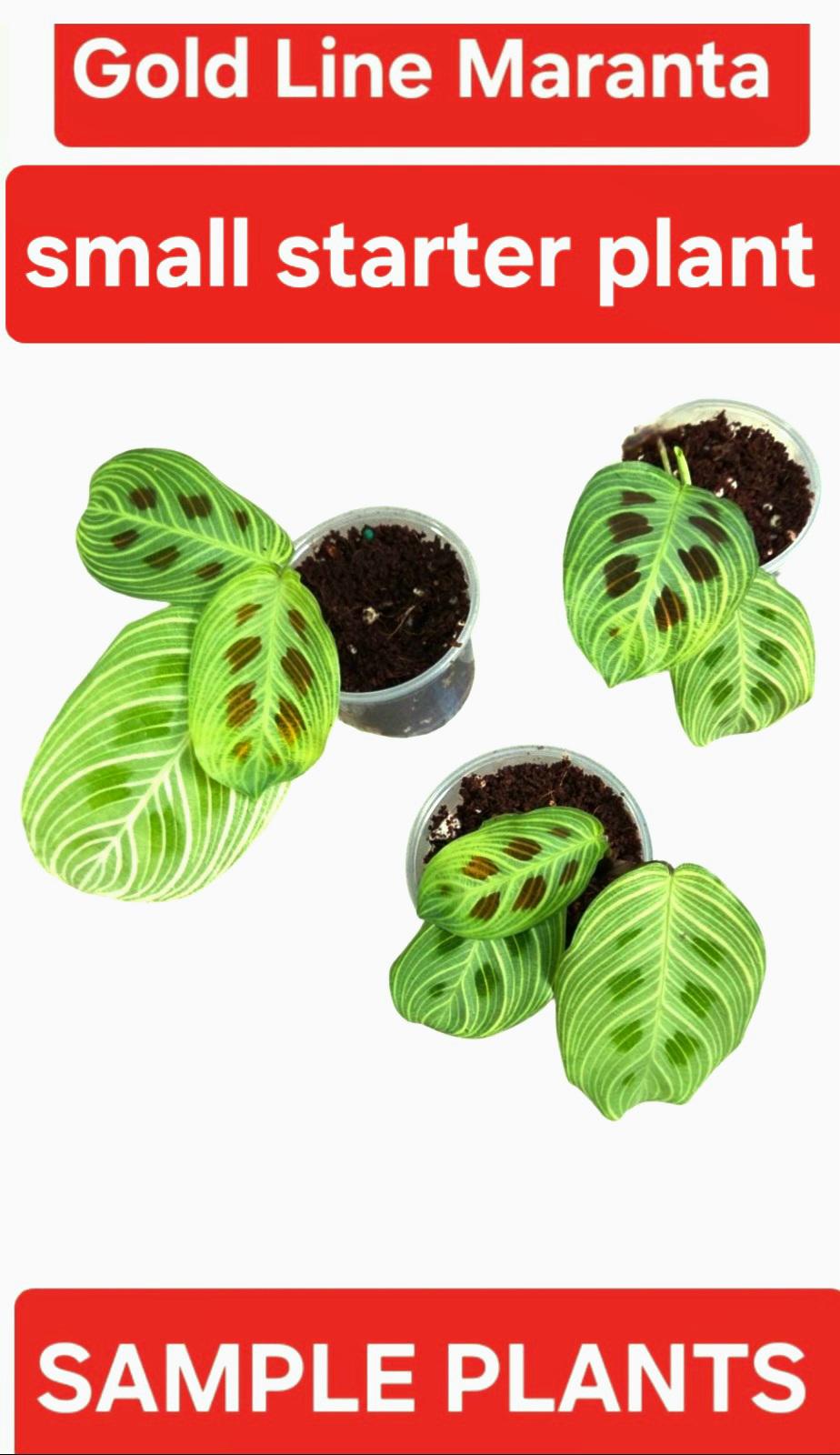 Gold Line Maranta Prayer Plants, Maranta Leuconeura, Rooted Established ...