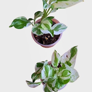 potho N alegría/Perla y Jade, Epipremnum Aureum potho medium rooted plant