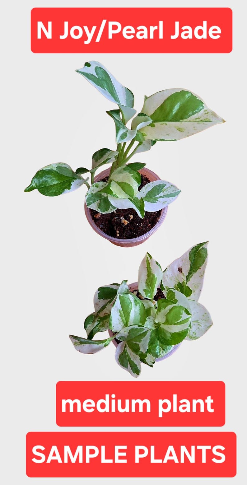 potho N alegría/Perla y Jade, Epipremnum Aureum potho medium rooted plant