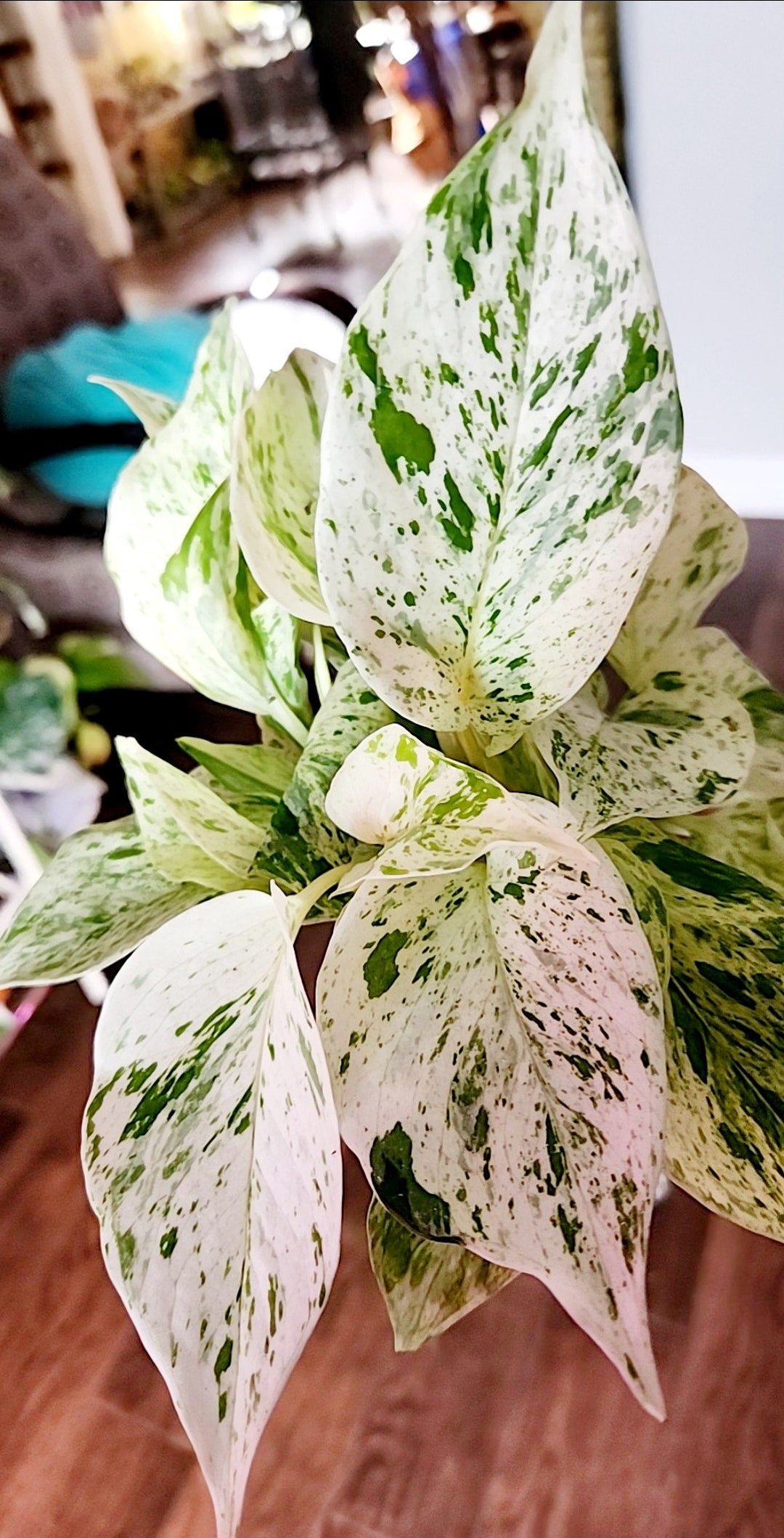 pinnatum pothos Cebu Blue Pothos main image 1