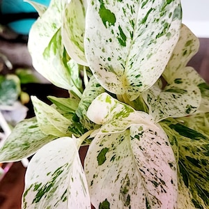 Snow Queen Pothos High Variegation, White Leaves