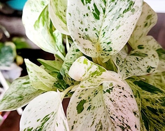 Potho snow queen rooted established starter plants, high viraigation snow queen potho rare, white leaves pothos