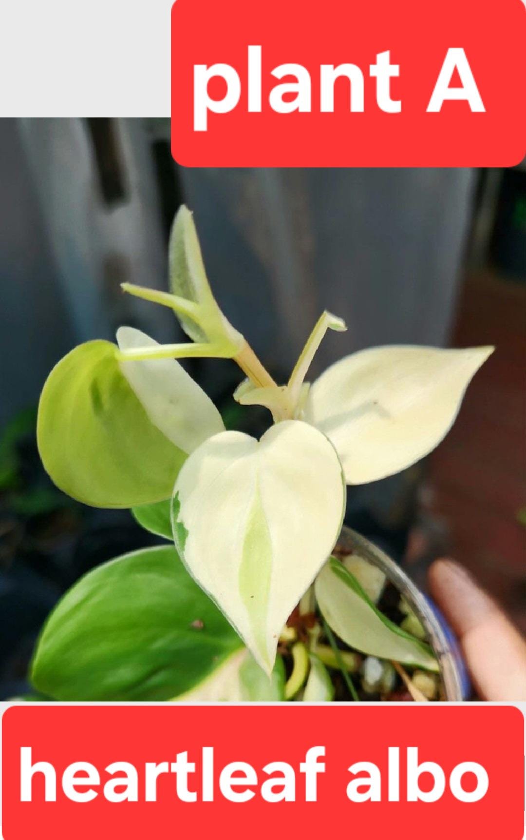 Philodendron Hederaceum Albo Variegated, Heartleaf white variegation,  Heartleaf Albo, extremely rare hard to find, Exact Plant