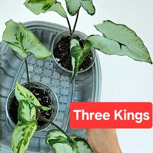 Syngonium three kings, magic marble medium plant
