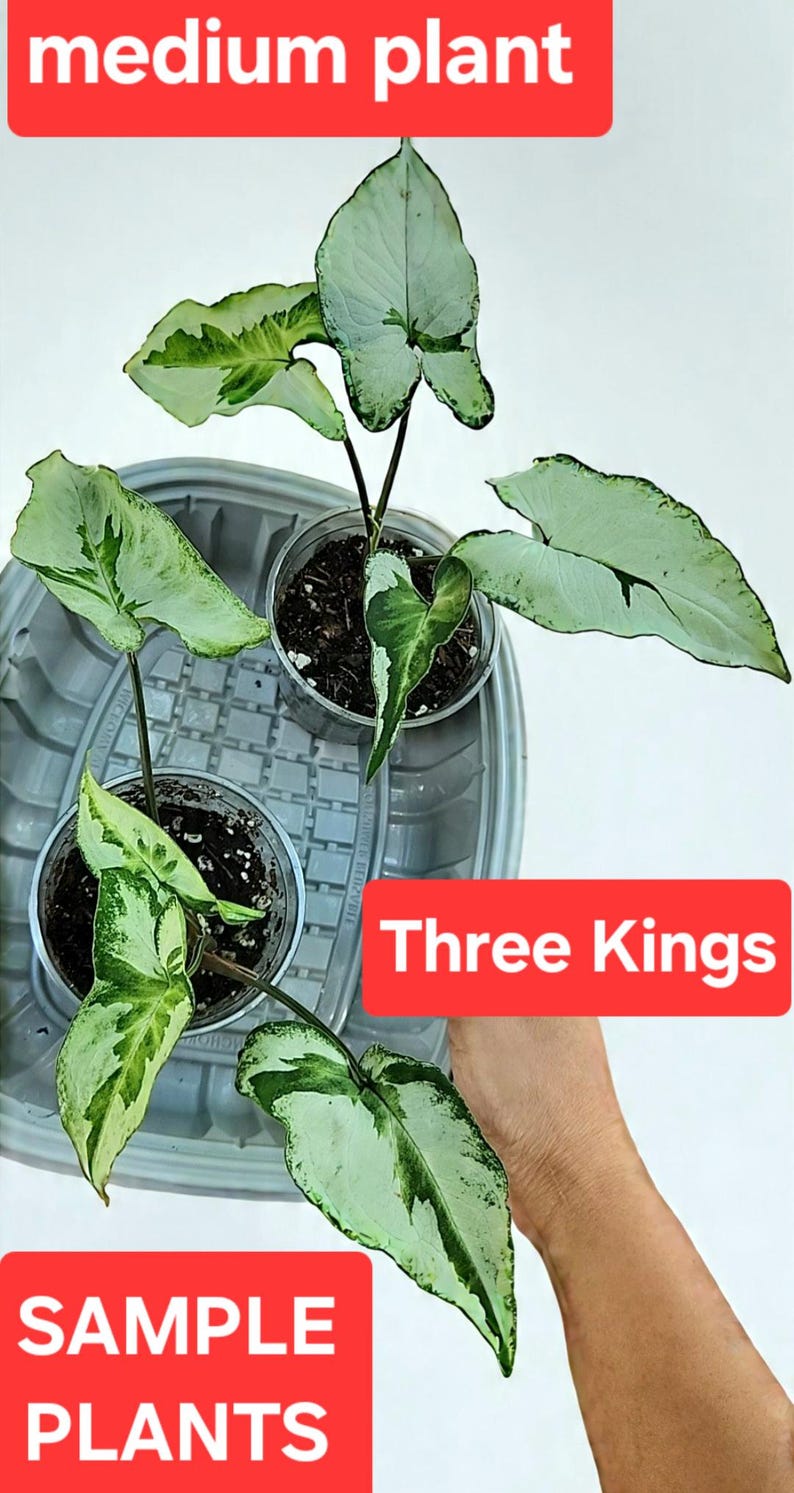 Syngonium three kings, magic marble medium plant