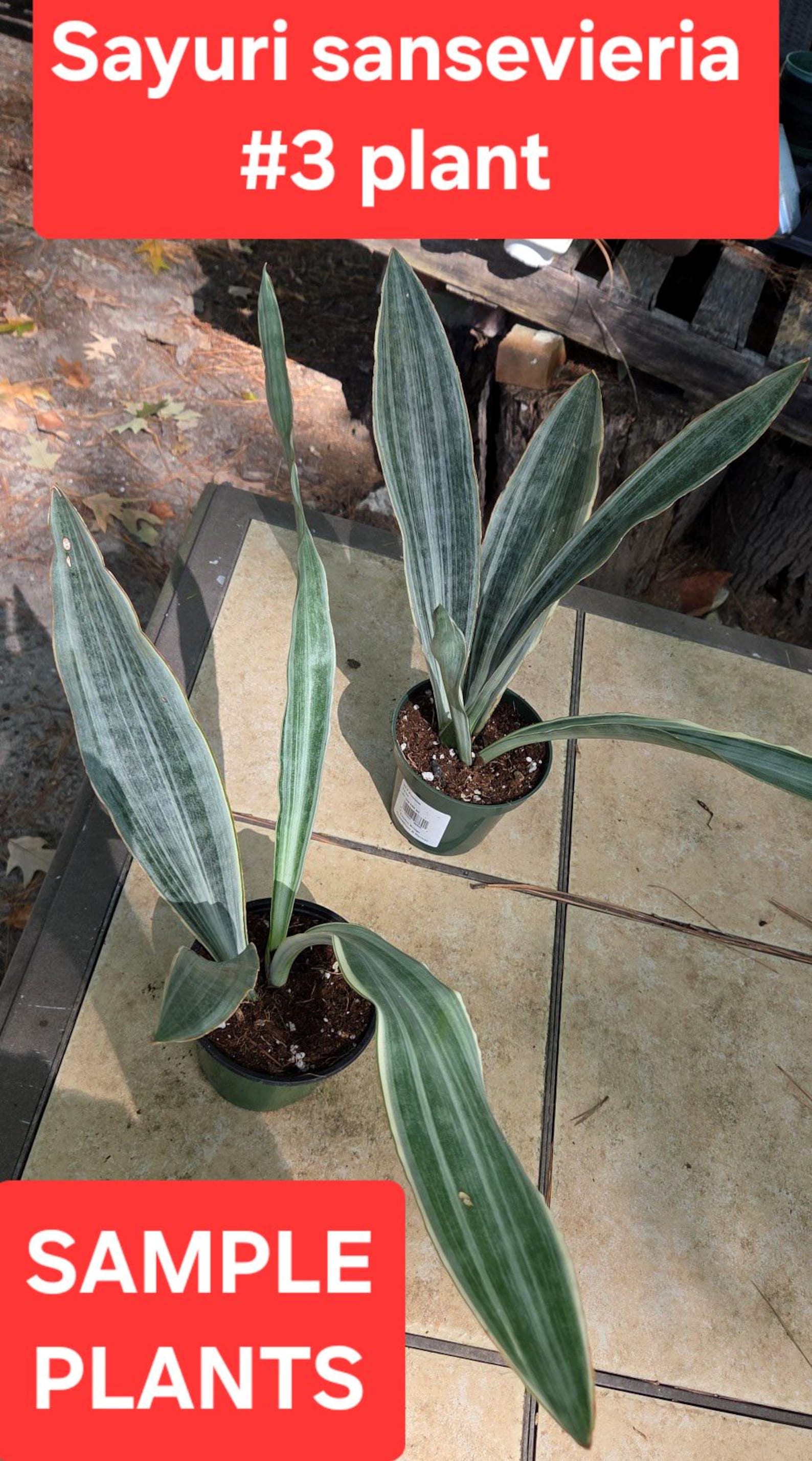 Silver Python Plant Sayuri Sansevieria: Rare Silver Snake Plant - Etsy
