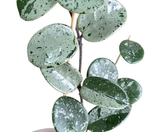 Hoya Mathilde Splash, variegación plateada, salpicadura plateada
