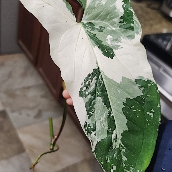 Esqueje de Syngonium Albo: Planta punta de flecha con variegación blanca alta