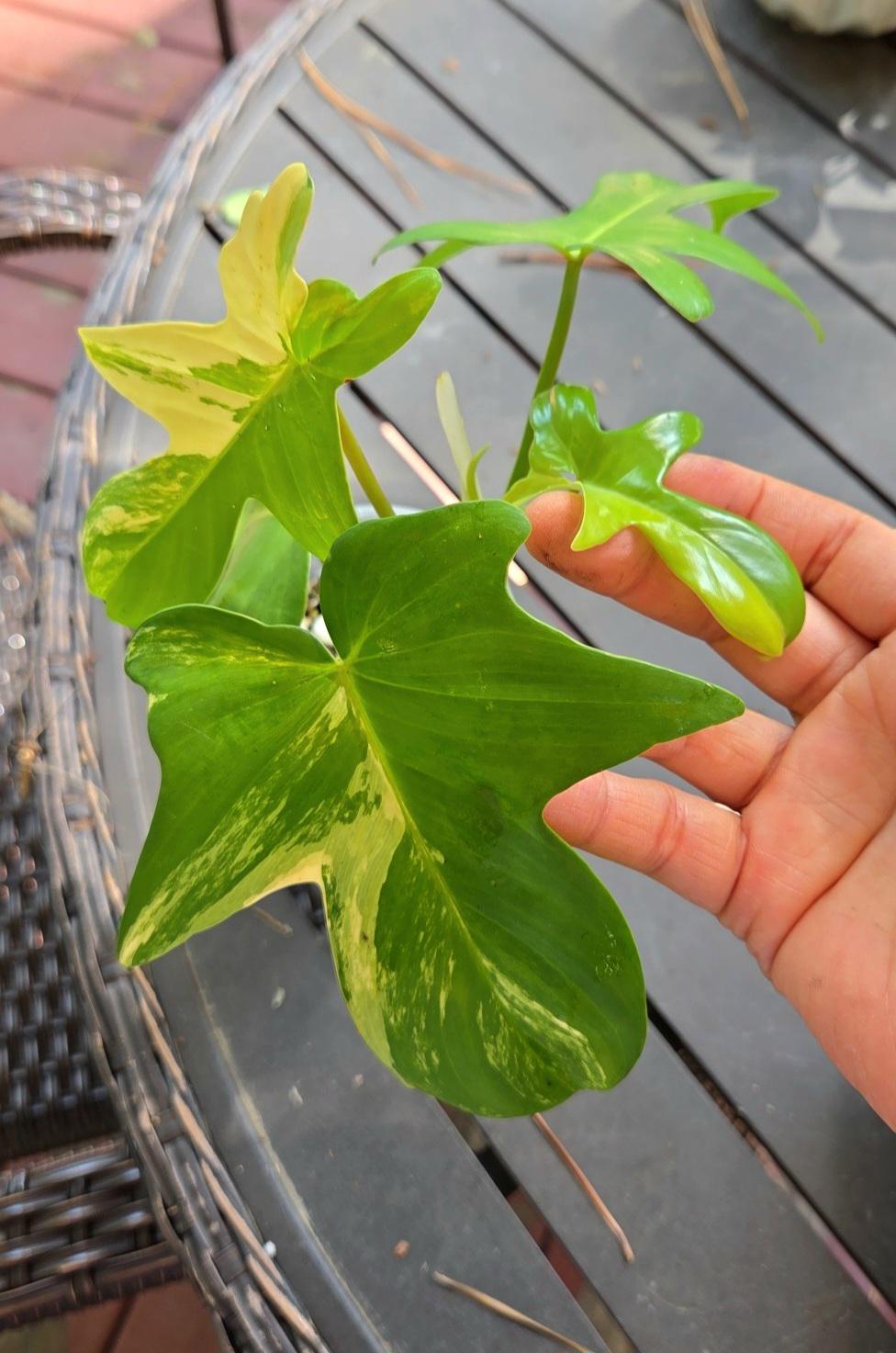 Philodendron Pedatum Variegated (not Florida Beauty), Exact Plant, Rooted  Established Plant - Etsy